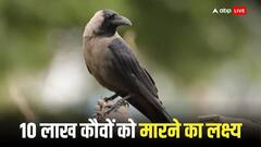 10 लाख भारतीय कौवों को मारने की तैयारी में केन्या! जानें क्यों बना रहा ये 'डेडली प्लान'