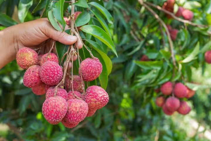 Litchi Health Benefits: ઉનાળામાં કેરી અને લીચી ખાવાના પોતાના ખાસ ફાયદા છે. ખાસ કરીને  આ ફળ માત્ર શરીરને હાઇડ્રેટ જ નથી રાખતું પરંતુ તેના બીજા પણ અન્ય અદ્ભુત ફાયદાઓ છે.