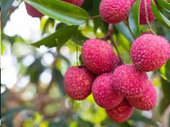 Litchi Health Benefits: ਗਰਮੀਆਂ ਵਿੱਚ ਲੀਚੀ ਖਾਣ ਦੇ ਹਨ ਗਜਬ ਫਾਇਦੇ, ਸਿਹਤ ਰਹੇਗੀ ਇਕਦਮ ਫਿੱਟ