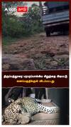 திருப்பத்தூரை பரபரப்பாக்கிய சிறுத்தை பிடிபட்டு வனப்பகுதிக்குள் விடப்பட்டது