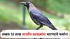 भारतीय कावळ्यांमुळे केनियाला बसतोय आर्थिक फटका, तब्बल 10 लाख कावळ्यांना मारण्याचे फर्मान!