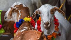 कद-काठी नहीं, दिल्ली में इस हिसाब से चलन में बकरों की बिक्री, नया ट्रेंड लोगों को क्यों है पसंद?