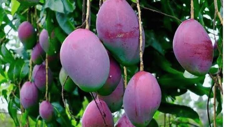 भारत में भी किसानों ने मियाजाकी आम की बागवानी शुरू कर दी है. यह आम अपने स्वाद और सुगंध के लिए पूरे विश्व में जाना जाता है. हालांकि इस आम का रेट बहुत ज्यादा महंगा होता है. इसे दुनिया का सबसे महंगा आम  कहा जाता है.