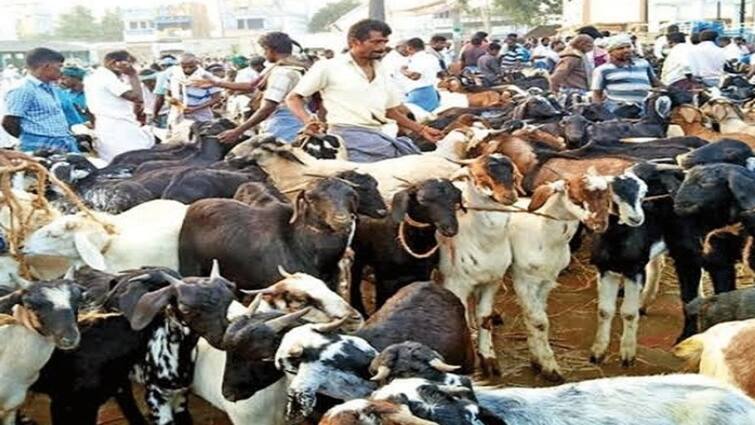 Bakrid 2024 Festival goat sale more than 10 crore across tamilnadu Bakrid 2024: பக்ரீத் கொண்டாட்டம்! தமிழ்நாடு முழுவதும் கோடிக்கணக்கில் ஆடுகள் விற்பனை - வியாபாரிகள் மகிழ்ச்சி