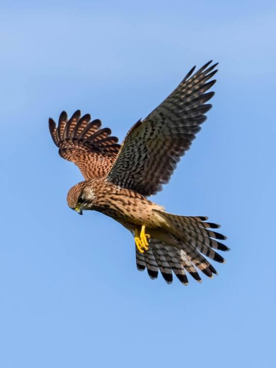 ये पक्षी गोली की रफ्तार से उड़ता है