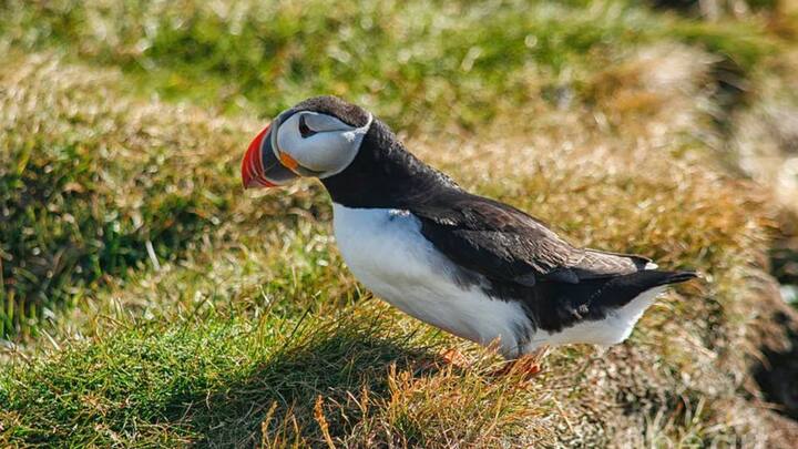बता दें कि इस पक्षी का नाम पफिन बर्ड है. पफिन बर्ड हवा में उड़ने के साथ ही पानी में भी तैर सकती है. पफिन खासकर उत्तरी अटलांटिक महासागर में पाए जाते हैं. ये पक्षी छोटी मछलियों का शिकार करने के लिए पानी में 200 फीट गहराई तक चले जाते हैं.