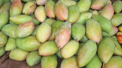 बाजार में आ रहे मिलावटी आम, अपनी पारखी नजर से ऐसे लगाएं पता