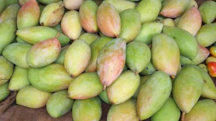 मार्केट में अब अब कई तरह के आम आ चुके हैं. जिसमें चौसा, लंगड़ा, अल्फंसो और हापुस जैसे कई प्रकार के आम मौजूद हैं.