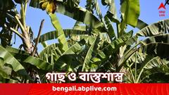 আর্থিক সমস্যা-ঝগড়া হতে পারে, বাড়ির এই দিকে লাগাবেন না কলা ও তুলসি গাছ; Money Plant-ও