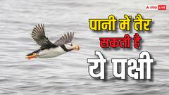 पानी में मछली की तरह तैर सकता है यह 'वॉटरप्रूफ' पक्षी, न डूबता है और न ही भीगता है