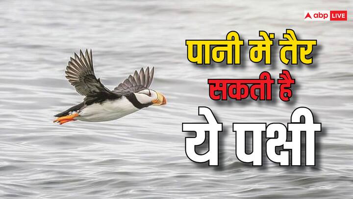 दुनियाभर में लाखों प्रजाति के जानवर पाए जाते हैं. सभी जानवारों की अपनी-अपनी विशेषता होती है. लेकिन क्या आप जानते हैं कि एक पक्षी ऐसी भी है, जो हवा में उड़ने के साथ पानी तैर सकती है.