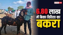 मुंबई में 6.80 लाख रुपये में बिका विदिशा का बकरा, डाइट में दिया जाता है मक्खन-दूध और खजूर