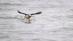 पानी में मछली की तरह तैर सकता है यह 'वॉटरप्रूफ' पक्षी, न डूबता है और न ही भीगता है