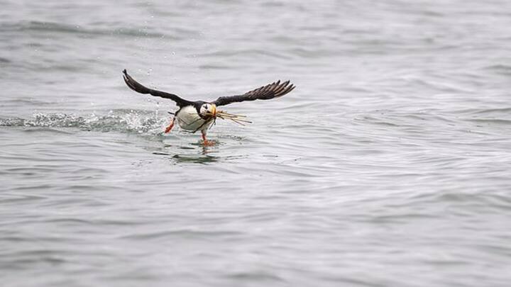 जानकारी के मुताबिक पफिन को पानी में तैरने में कोई परेशानी नहीं होती है. इस पक्षी के पास छोटे और परफेक्ट विंग्स होते हैं, जिनकी मदद से यह तैरती है. यह बर्ड पानी में छोटी मछलियों का शिकार करती है. वहीं तैरते-तैरते ये उनकी तलाश में 200 फीट की गहराई तक पहुंच जाती है.