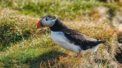 General Knowledge: આ છે 'વોટરપ્રૂફ' પક્ષી, જે માછલીની જેમ પાણીમાં તરી શકે છે, તે ન તો ડૂબે છે, ન તો પલળે છે