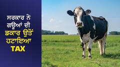 ਨਿਊਜ਼ੀਲੈਂਡ ਸਰਕਾਰ ਨੇ ਗਊਆਂ ਦੇ ਡਕਾਰ ਉਤੋਂ ਹਟਾਇਆ TAX, ਜਾਣੋ ਕਿਉਂ ਵਸੂਲਿਆ ਜਾਂਦਾ ਸੀ ਭਾਰੀ 'ਟੈਕਸ'?
