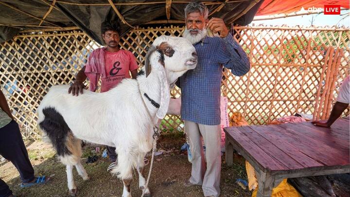 वहीं, महाराष्ट्र सरकार द्वारा जारी की गई गाइड लाइन के अनुसार पशु वध के लिए प्रशासन ने कुछ स्थानों को चिन्हित किया है, जहां पर पशु वध गृह बनाए जाएंगे. इन स्थानों को 17 जून से 19 जून तक की स्वीकृति है. इन पशु वध गृह में शाम 4 बजे तक ही कुर्बानी दी जा सकेगी.