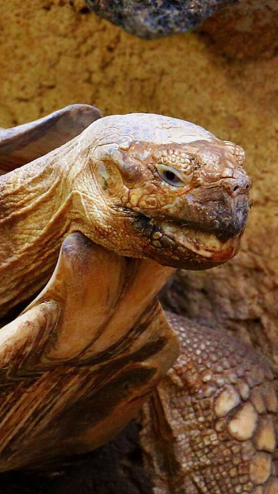 உணவு இல்லாமல் பல மாதங்கள் வாழக்கூடிய 7 விலங்குகள்