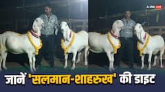 बकरीद पर कुर्बानी को तैयार हैं 'सलमान-शाहरुख', 1 क्विंटल से अधिक वजन, जानें इनकी डाइट