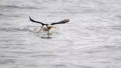 General Knowledge: આ છે 'વોટરપ્રૂફ' પક્ષી, જે માછલીની જેમ પાણીમાં તરી શકે છે, તે ન તો ડૂબે છે, ન તો પલળે છે