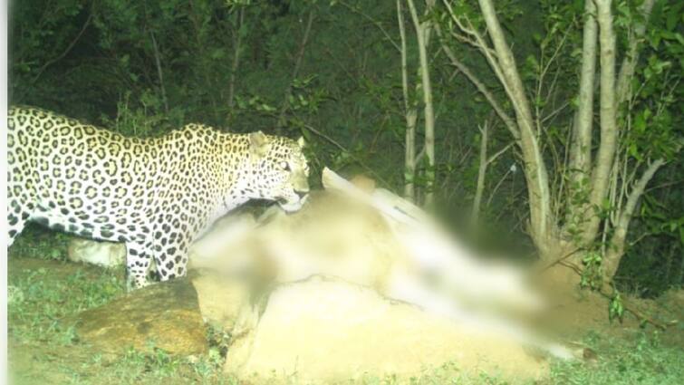 Was the leopard that was caught in Tiruppathur roaming in Salem? Shocking information. Salem Leopard: திருப்பத்தூரில் பிடிபட்டது சேலத்தில் நடமாடிய சிறுத்தையா? அதிர்ச்சி தகவல்.