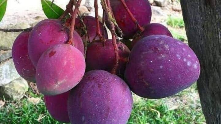 बता दें कि जब भी दुनिया में सबसे महंगे आम की चर्चा होती है, तो सबसे पहले मियाजाकी आम का नाम लिया जाता है. हालांकि इस आम की खेती जापान में की जाती है. बाजार में इस आम की कीमत 2 से 3 लाख रुपये किलो के बीच होती है.