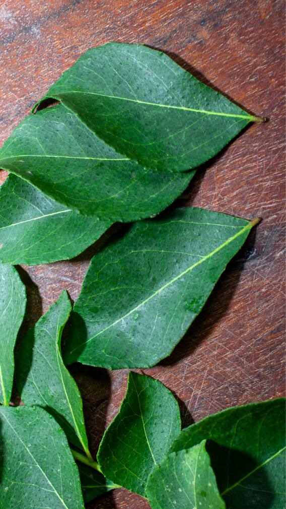 Curry Leaves: A Nutrient-Packed Superfood For Optimal Health