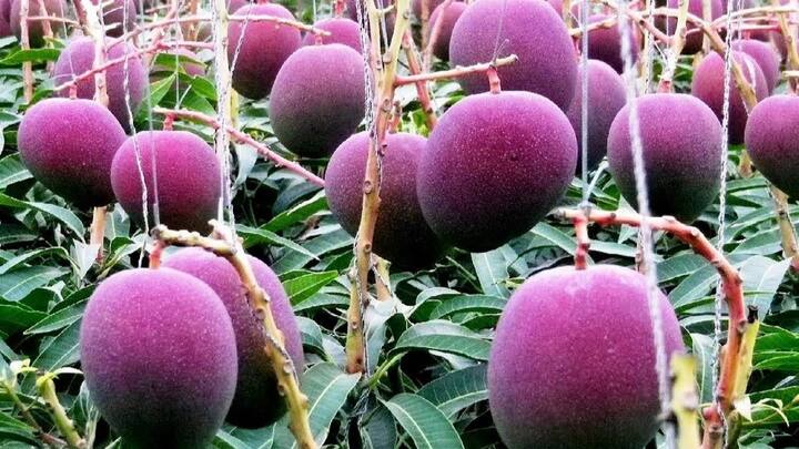 जापान के मियाज़ाकी राज्य में इसकी खेती की जाती है. इस कारण दुनियाभर में इसे मियाज़ाकी नाम से जाना जाता है. रेट ज्यादा होने के कारण इसे दुनिया के अमीर लोग ही खाते हैं. आम मार्केट में इसकी बिक्री नहीं होती है, बल्कि नीलामी की जाती है.