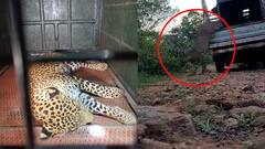 Tamilnadu Forest Officials Caught Leopard | తమిళనాడులో ఆపరేషన్ చిరుత సక్సెస్ ..కానీ | ABP Desam