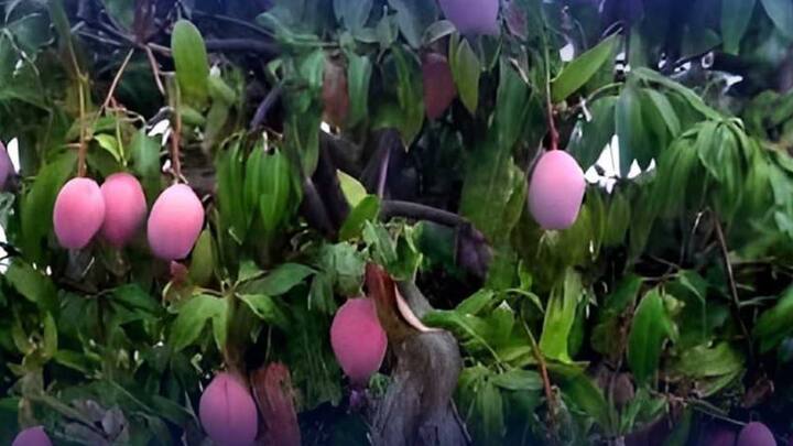 भारत में झारखंड, मध्य प्रदेश और ओडिशा में भी एक किसान ने मियाजाकी आम उगाकर कमाल कर दिया है. यह आम अपने स्वाद और मिठास के लिए जाना जाता है. ग्लोबल मार्केट में इसकी कीमत 2.5 लाख से 3 लाख रुपये प्रति किलोग्राम है.