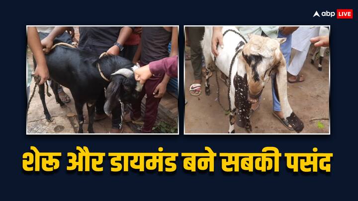 Eid-al-Adha 2024: गोरखपुर के इस बाजार में बिकने के लिए सलमान भी मालिक अली के साथ आया है. तोतापरी ब्रिड का ये बकरा अन्‍य बकरों से अलग है. तोतापरी ब्रिड के सलमान का वजन 60 किलो के करीब है.