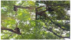 நெல்லை அருகே ஊருக்குள் புகுந்த கரடி..! மரத்தின் மீது தஞ்சமடைந்ததால் பொதுமக்கள் பீதி..!