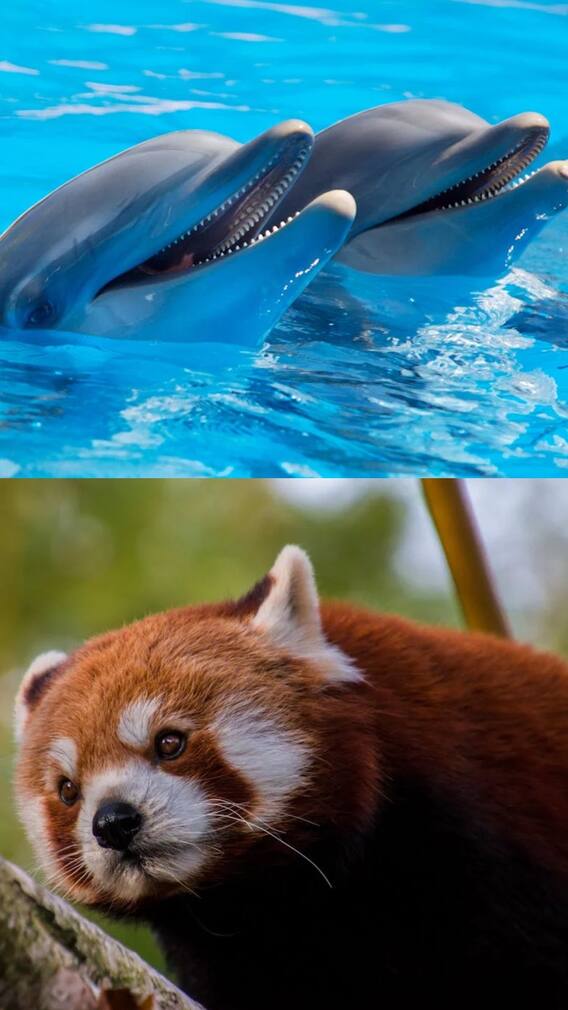 மிகவும் மகிழ்ச்சியாக இருக்கும் விலங்குகள்!