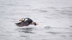 General Knowledge: આ છે 'વોટરપ્રૂફ' પક્ષી, જે માછલીની જેમ પાણીમાં તરી શકે છે, તે ન તો ડૂબે છે, ન તો પલળે છે