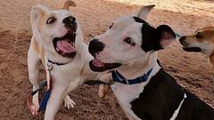 Dog Bite: ਕੁੱਤੇ ਦੇ ਕੱਟਣ ਨਾਲ ਹਰ ਸਾਲ ਕਿੰਨੇ ਲੋਕਾਂ ਦੀ ਹੁੰਦੀ ਹੈ ਮੌਤ?