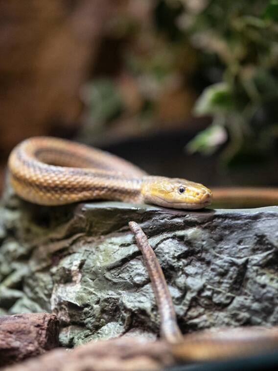 दुनिया का सबसे जहरीला सांप काट ले तो कितनी देर में मौत होगी