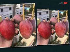 ਇਸ ਇਕ ਕਿਲੋ ਅੰਬ ਦਾ ਰੇਟ ਬੁਲੇਟ ਬਾਈਕ ਦੇ ਬਰਾਬਰ, ਫਿਰ ਵੀ ਇਸ ਦੀ ਖੂਬ ਡਿਮਾਂਡ