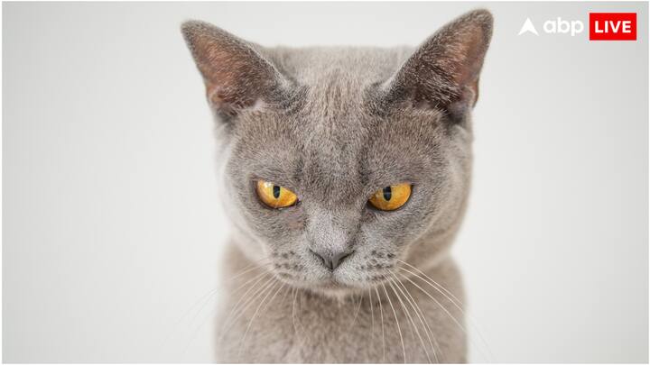 ऐप बनाने वाली कंपनी का दावा है कि इसके ऐप को अब तक 30 हजार से ज्यादा लोग इस्तेमाल कर चुके हैं. वहीं हर रोज इस ऐप को इस्तेमाल करने वालों की तादाद बढ़ती जा रही है.