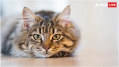बिल्ली का दर्द पहचान लेता है ये ऐप, ऐसे करता है काम