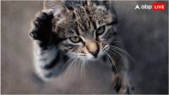 बिल्ली का दर्द पहचान लेता है ये ऐप, ऐसे करता है काम