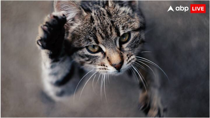 हालांकि, अब बिल्ली पालने वालों के साथ ऐसा नहीं होगा. दरअसल, जापान की एक कंपनी ने एक ऐसा ऐप बनाया है जो आपकी पालतू बिल्ली की तस्वीर देख कर बता देगा कि वो दर्द में है या नहीं.