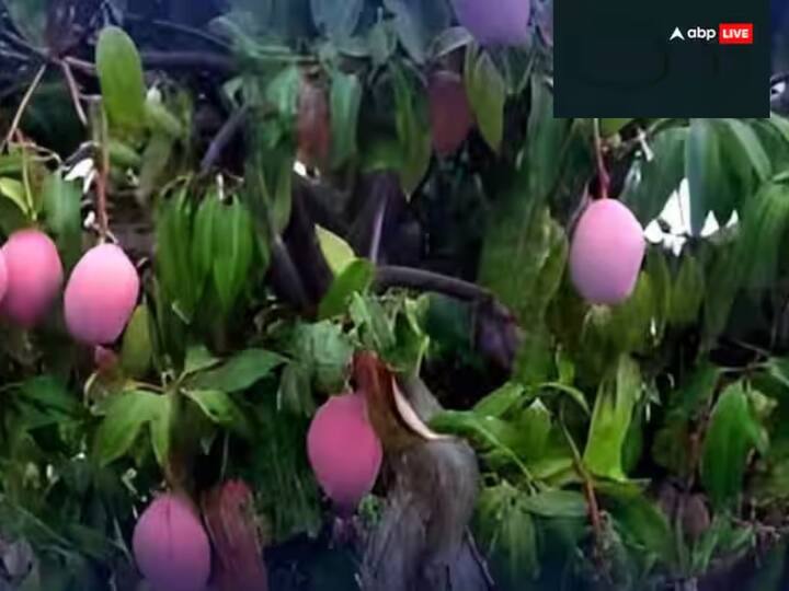 ਭਾਰਤ ਵਿੱਚ ਵੀ ਕਿਸਾਨਾਂ ਨੇ ਮਿਆਜ਼ਾਕੀ ਅੰਬ ਦੀ ਬਾਗਬਾਨੀ ਸ਼ੁਰੂ ਕਰ ਦਿੱਤੀ ਹੈ। ਇਹ ਅੰਬ ਆਪਣੇ ਸਵਾਦ ਅਤੇ ਖੁਸ਼ਬੂ ਲਈ ਪੂਰੀ ਦੁਨੀਆ ਵਿੱਚ ਜਾਣਿਆ ਜਾਂਦਾ ਹੈ। ਹਾਲਾਂਕਿ ਇਸ ਅੰਬ ਦਾ ਰੇਟ ਬਹੁਤ ਮਹਿੰਗਾ ਹੈ। ਇਸ ਨੂੰ ਦੁਨੀਆ ਦਾ ਸਭ ਤੋਂ ਮਹਿੰਗਾ ਅੰਬ ਕਿਹਾ ਜਾਂਦਾ ਹੈ