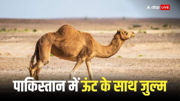 Sana Amjad Video Camel leg cut off for eating fodder in Karachi Pakistan video goes viral Camel leg cut off:  पाकिस्तान में चारा खाने पर ऊंट का काट दिया पैर, लोगों में आक्रोश, सोशल मीडिया पर वायरल
