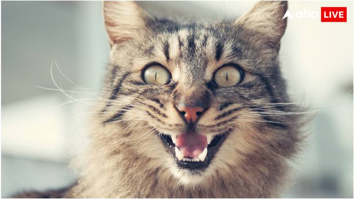 जापान में इस वक्त करोड़ों की संख्या में पालतू बिल्लिया हैं. जापान के पेट फूड एसोसिएशन की एक रिपोर्ट के अनुसार, वहां डेढ़ करोड़ से ज्यादा पालतू बिल्लियां और कुत्ते हैं.