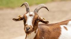 सिर्फ बकरीद पर ही नहीं बिकता बकरा, सालभर में होता है इतने करोड़ का कारोबार