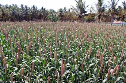 Farmers  happy  yield rye  Pochampalli Farmers satisfied போச்சம்பள்ளி பகுதியில் கம்பு விளைச்சல் அமோகம்.. விவசாயிகள் மகிழ்ச்சி..