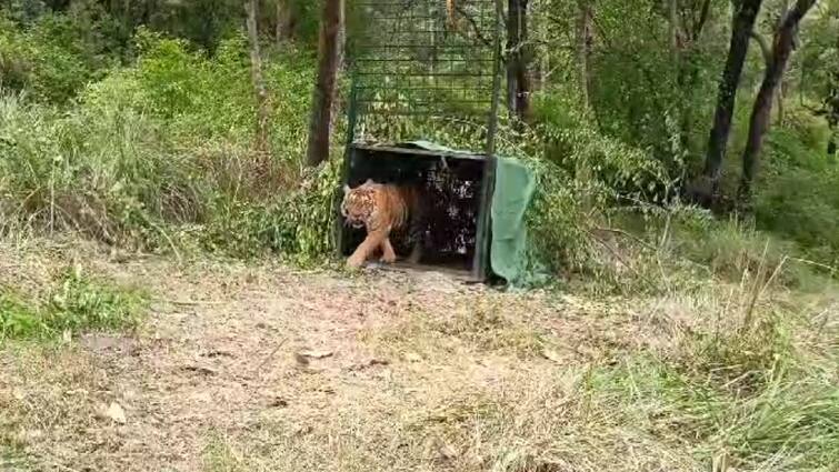 Tirupur news Injured tiger released into the wild after treatment  - TNN கூண்டில் சிக்கிய காயம்பட்ட புலி; சிகிச்சைக்கு பின்னர் வனப்பகுதியில் விடுவிப்பு