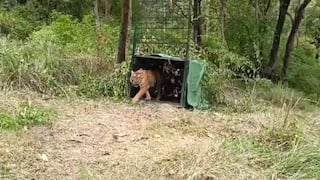 கூண்டில் சிக்கிய காயம்பட்ட புலி; சிகிச்சைக்கு பின்னர் வனப்பகுதியில் விடுவிப்பு