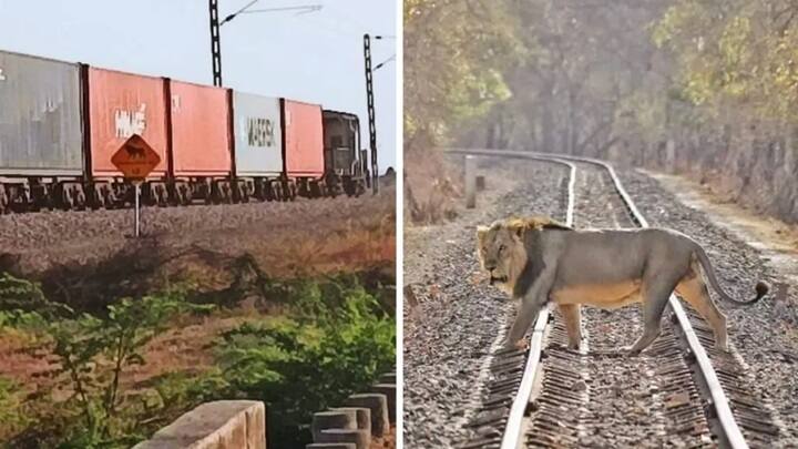 Goods train Driver Praised For Halting Goods rail Saving Lives Of 10 Lions On Track in Gujarat 10 Lions : சாதுர்யமாக பிரேக் போட்ட ரயில் ஓட்டுநர்.. டிராக்கில் இருந்த 10 சிங்கங்களை காப்பாற்றியது எப்படி?