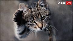 बिल्ली का दर्द पहचान लेता है ये ऐप, ऐसे करता है काम